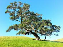 Tree on hillside offering shade